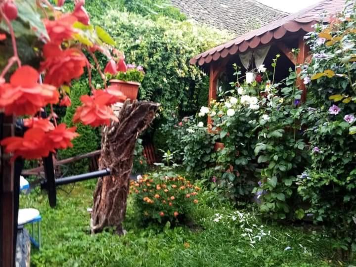 Casa Florilor Barcut公寓 外观 照片